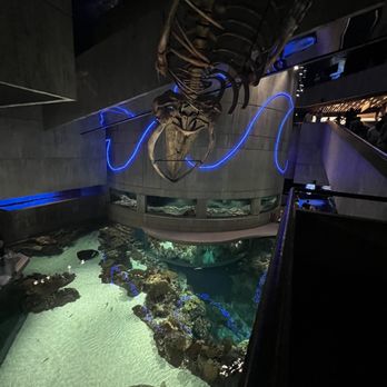 National Aquarium - Aquariums Near Me - Baltimore, Maryland National Aquarium - Aquariums Near Me - Baltimore, Maryland