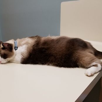 Palm To Paws - Katy Kates loves P2P!!! - Veterinarians Near Me - Houston, Texas Palm To Paws - Katy Kates loves P2P!!! - Veterinarians Near Me - Houston, Texas