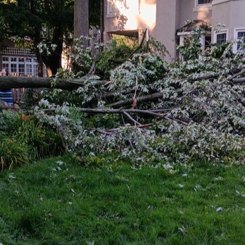 Conservation Tree Service - Tree Services Near Me