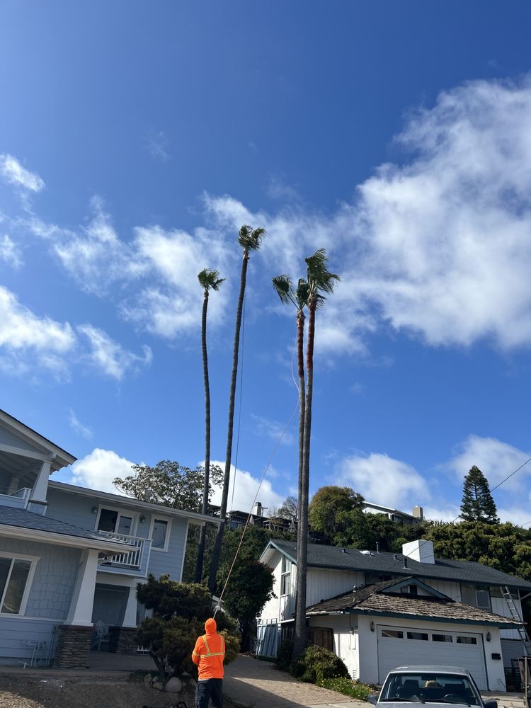 San Diego Arbor Aid - tree service in San Diego, CA