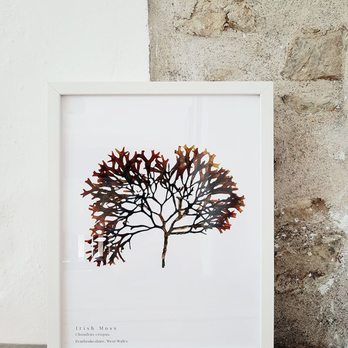 Coast & Wild - Arts & Crafts Near Me - Dinas Cross, PEM
