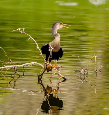 LAZY FLAMINGO - Updated January 2025 - 105 Photos & 155 Reviews - 12951