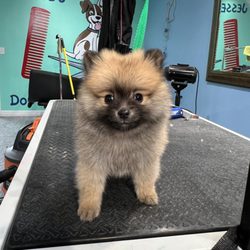 Jesse's Pet Grooming - Pup Pomeranian