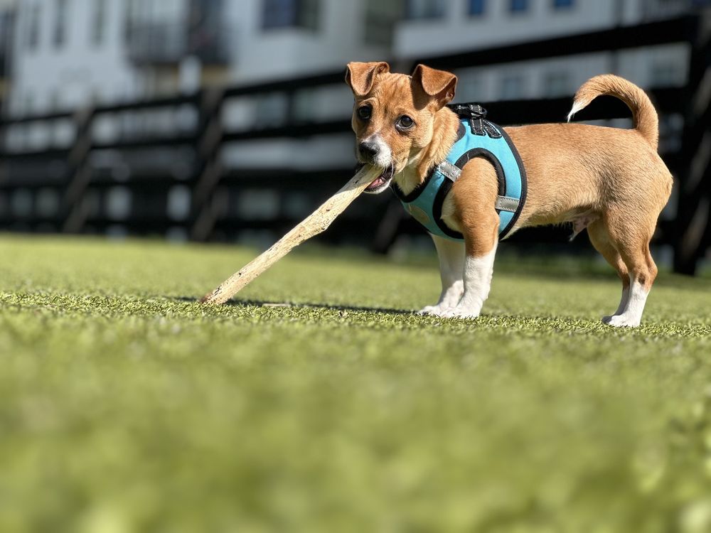 UPTON OXMOOR Updated July 2024 17 Photos 7725 Upton Oxmoor Ln