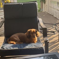 Corbin Animal Health And Wellness Center - Rudy is the BOSS this early spring morning! Well, he really is every morning!