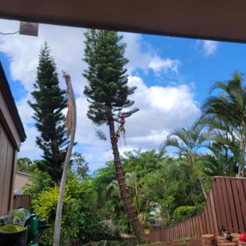Big Tree Consulting - Jeff getting it done! - Tree Services Near Me