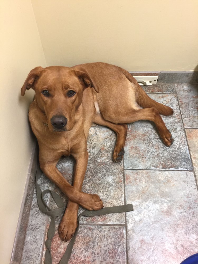 FLEUR PET HOSPITAL Updated September 2024 10 Reviews 4524 Fleur