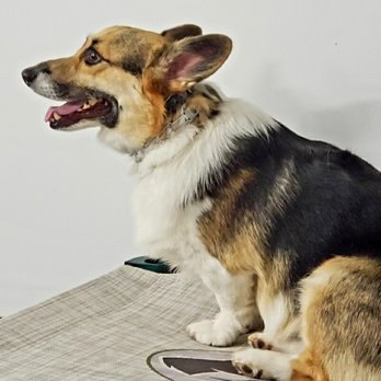 Ridgeside K9 - Pet Training Near Me - Bluemont, Virginia Ridgeside K9 - Pet Training Near Me - Bluemont, Virginia