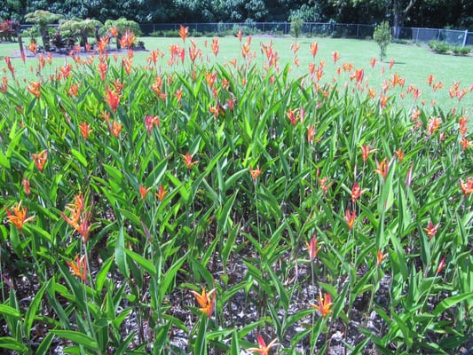 Mauna Loa Macadamia Nut Visitor Center by null