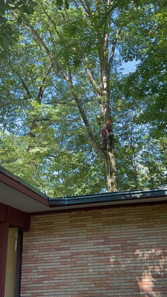 Benjamin Tree Services Indy - tree service in Indianapolis, IN