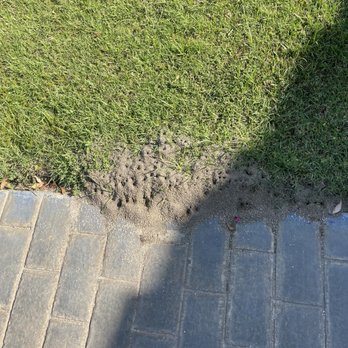 Nexxus Termite & Pest Solutions - Fire ants! - Pest Control Near Me Nexxus Termite & Pest Solutions - Fire ants! - Pest Control Near Me