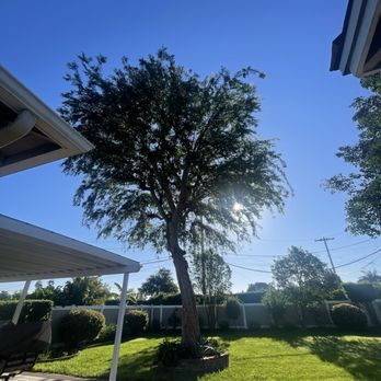 Poly Timber Tree Service - Tree Services Near Me - Pico Rivera, California Poly Timber Tree Service - Tree Services Near Me - Pico Rivera, California