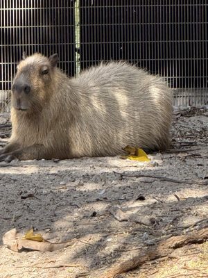 Palm Beach Zoo & Conservation Society by null