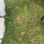 Photo of Patricio's Landscaping & Lawn Service