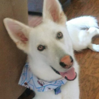 All About Paws Pet Spa - Maxwell fresh and clean! Thx Wenchi! - Pet Groomers Near Me - Upland, California