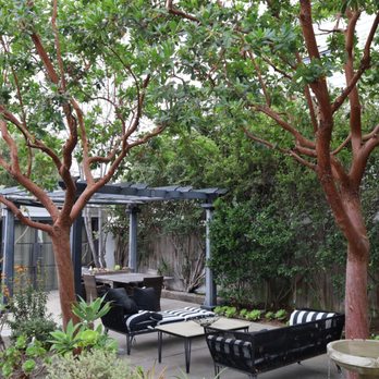 Arkadia Tree Services - Strawberry tree crowns pruned to fit space and improving overall health. (Tree Trimming Service Costa Mesa) - Tree Services Near Me