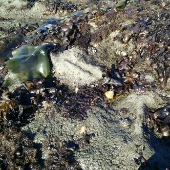 Fitzgerald Marine Reserve - More seaweed - Parks Near Me - Moss Beach, California Fitzgerald Marine Reserve - More seaweed - Parks Near Me - Moss Beach, California