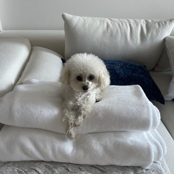 Simba's Pet Grooming - Pet Groomers Near Me - Pasadena, California