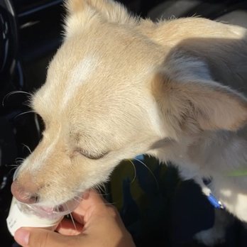 Willowbrook Animal Hospital - He got a Puppachino as a reward for a good visit. - Veterinarians Near Me - Houston, Texas Willowbrook Animal Hospital - He got a Puppachino as a reward for a good visit. - Veterinarians Near Me - Houston, Texas