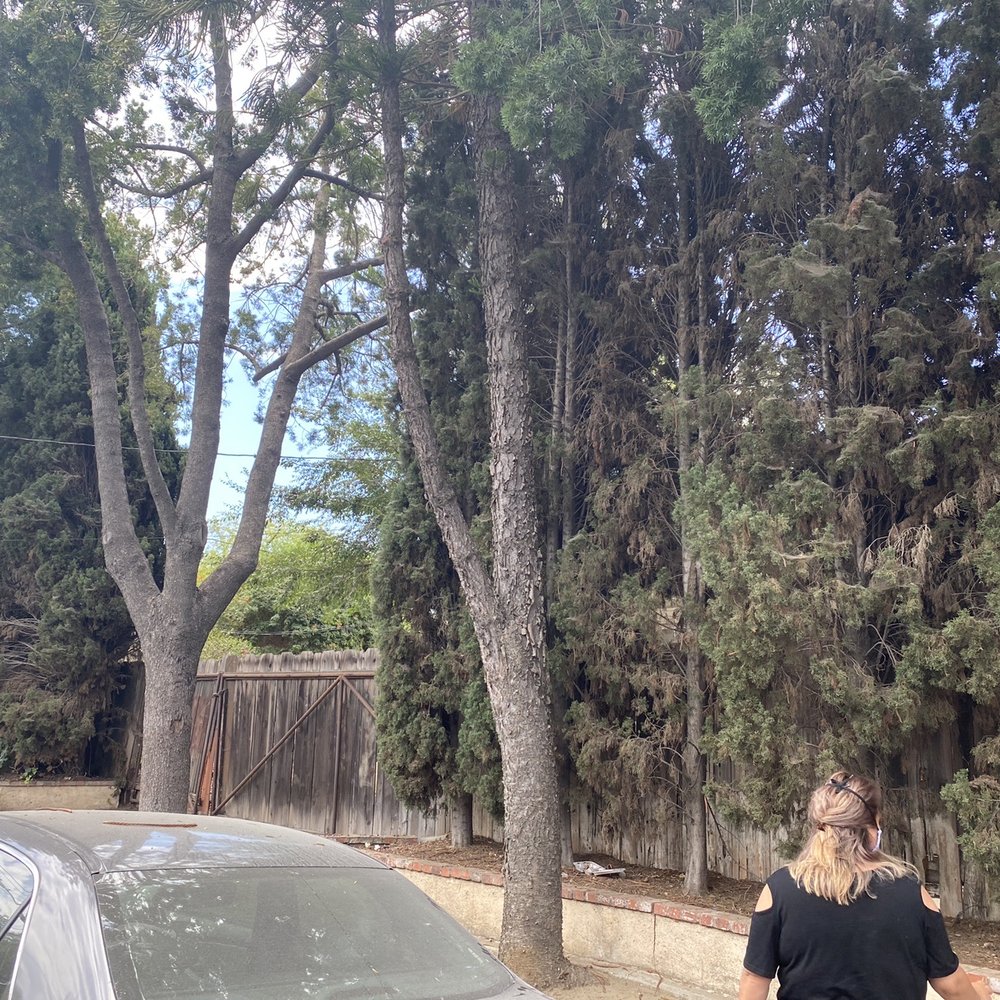 Top Unit Tree Service - Tree Services Near Me - Norwalk, California Top Unit Tree Service - Tree Services Near Me - Norwalk, California