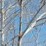 Photo of J And J Custom Tree Service