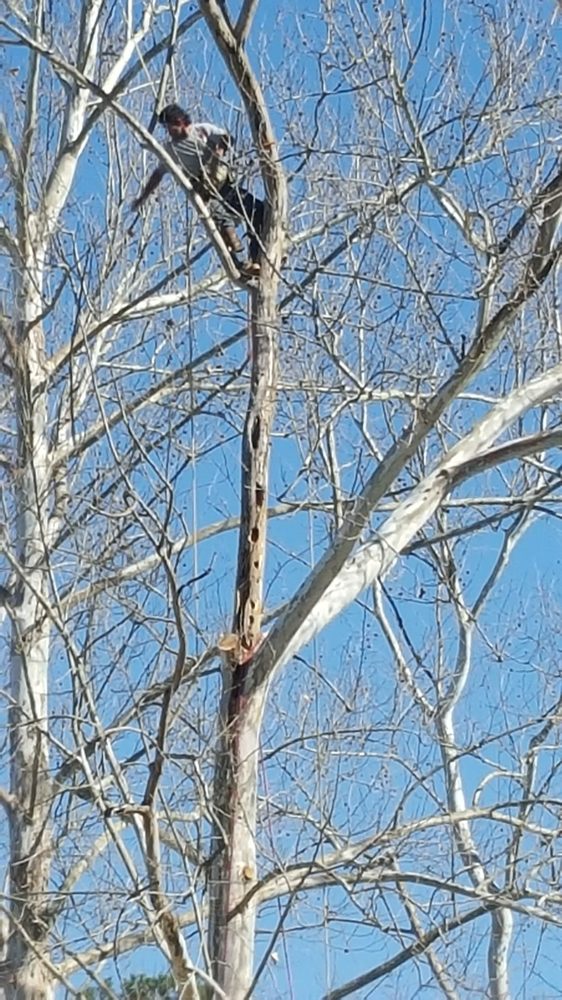 J AND J CUSTOM TREE SERVICE - Updated December 2025 - 31 Photos - 21246 ...