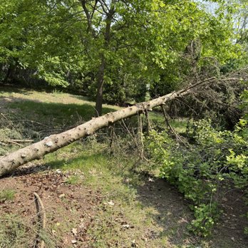 Load N Go - Down tree, we cut and removed for a customer after storm damage. - Junk Removal & Hauling Near Me - Muskegon, Michigan