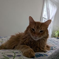 Trenton Animal Hospital - Yogi
