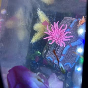 PetSmart - The Coral Reef! - Pet Groomers Near Me - Georgetown, Texas