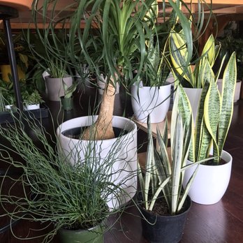 Plantiitas - Home Decor Near Me - Long Beach, California