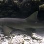 Photo of Scuba Shack