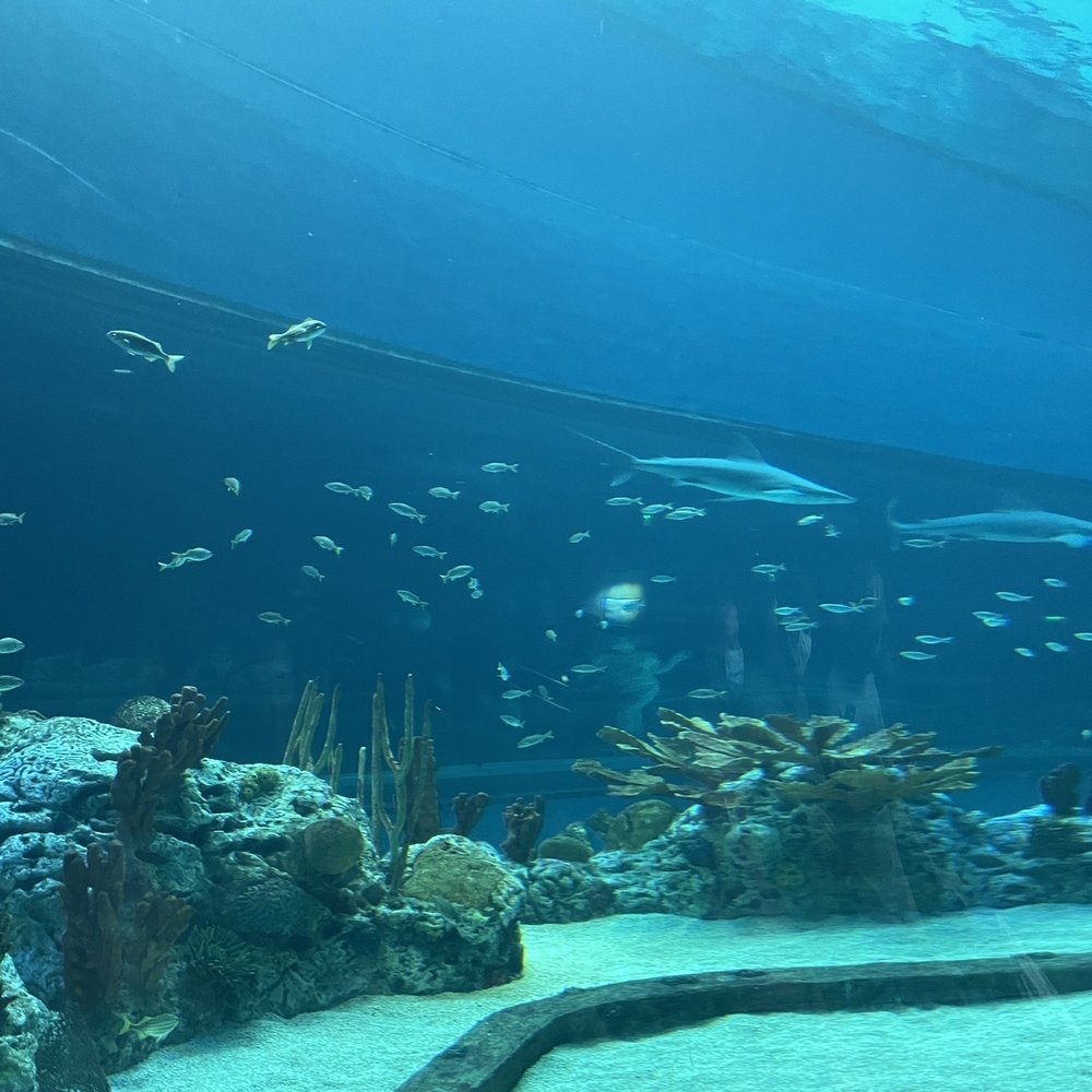 Texas State Aquarium - Shark aquarium - Aquariums Near Me - Corpus Christi, Texas Texas State Aquarium - Shark aquarium - Aquariums Near Me - Corpus Christi, Texas