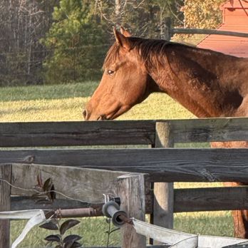 Michaela’s Pet Services - Opi the horse waiting for dinner - Pet Boarding Near Me - Burlington, North Carolina Michaela’s Pet Services - Opi the horse waiting for dinner - Pet Boarding Near Me - Burlington, North Carolina