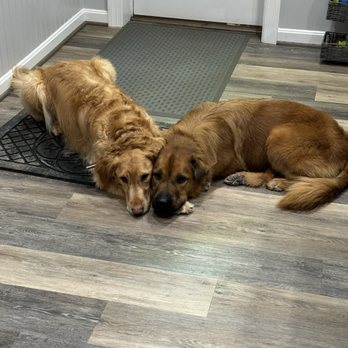 VEG ER for Pets - Emergency Pet Hospital Near Me - Chantilly, Virginia