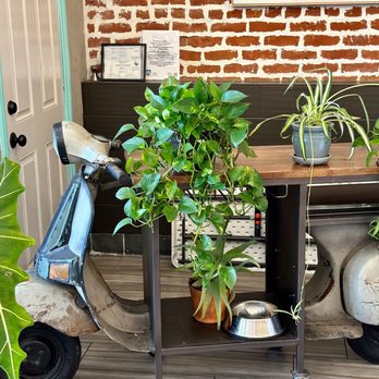 Kaapicat Cafe - Cute plant scooter - Coffee & Tea Near Me - Ventura, California Kaapicat Cafe - Cute plant scooter - Coffee & Tea Near Me - Ventura, California