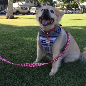 Calvin & Susie - Duglet's got a brand new leash. - Pet Stores Near Me - Honolulu, Hawaii