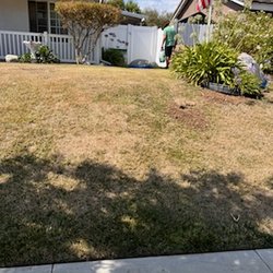 AAA Lawn Painting - Same dead grass