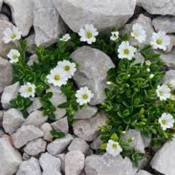 Well Spring Holistic - Bramhi bacopa is just one of the many plant medicines that support mental focus and holistic health. - Naturopathic/Holistic Near Me - Oakland, California Well Spring Holistic - Bramhi bacopa is just one of the many plant medicines that support mental focus and holistic health. - Naturopathic/Holistic Near Me - Oakland, California