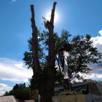 Z's Trees - Tree Services Near Me Z's Trees - Tree Services Near Me