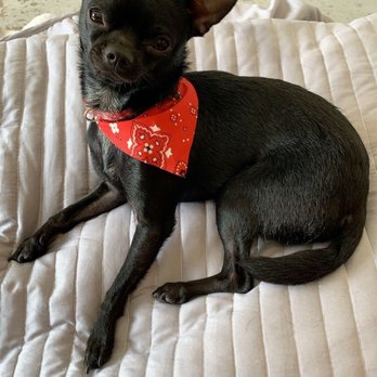 Milo's Mobile Dog Grooming - Chicos first spa day - Pet Groomers Near Me - Miami, Florida Milo's Mobile Dog Grooming - Chicos first spa day - Pet Groomers Near Me - Miami, Florida