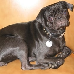American Guitar & Band - AG&B store dog