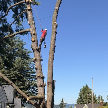 Integrity Tree Service - Tree Services Near Me Integrity Tree Service - Tree Services Near Me