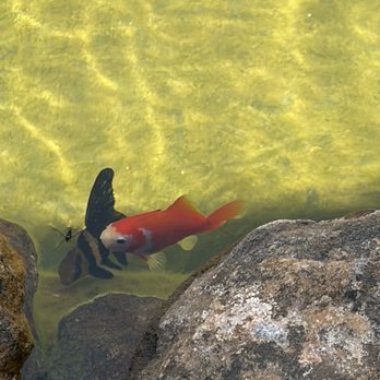 Aqua Life Aquarium - Aquarium Services Near Me - Rocklin, California