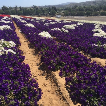 The Flower Fields - Venues & Event Spaces Near Me - Carlsbad, California