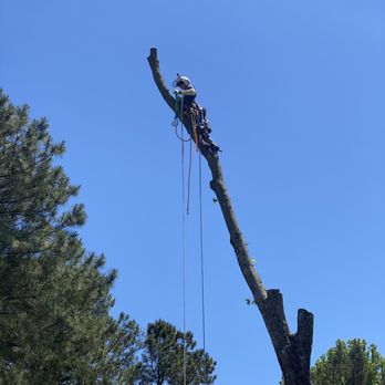 Grateful Tree Service - Blocking down maple chucks near a pool. - Tree Services Near Me - Virginia Beach, Virginia