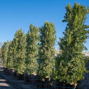Norman's Nursery - Column Ficus used to line the entrance of our Mecca nursery - Nurseries & Gardening Near Me - Mecca, California Norman's Nursery - Column Ficus used to line the entrance of our Mecca nursery - Nurseries & Gardening Near Me - Mecca, California