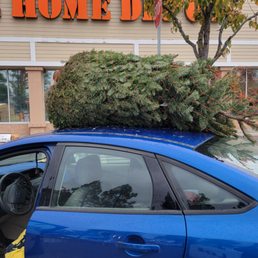 Our damn tree. Our damn tree.