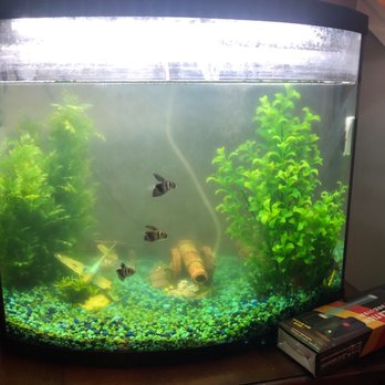 LotsaFishies Aquarium Service - Before: a green, nasty, dirty, tank - Aquarium Services Near Me LotsaFishies Aquarium Service - Before: a green, nasty, dirty, tank - Aquarium Services Near Me