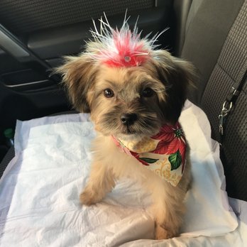 The Dandy Dog - Bella after her grooming! Sooo cute! - Pet Groomers Near Me - Chula Vista, California The Dandy Dog - Bella after her grooming! Sooo cute! - Pet Groomers Near Me - Chula Vista, California