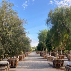 Moon Valley Nurseries - Moon Valley Nurseries Santa Rosa, CA - Big Shade Trees